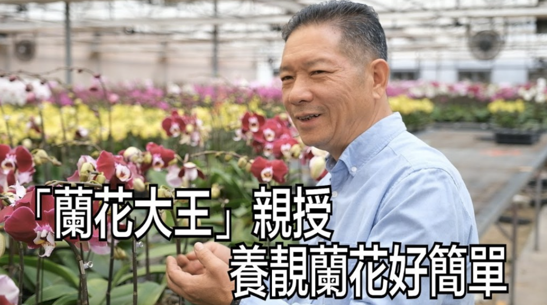 「蘭花大王」親授養靚蘭花好簡單