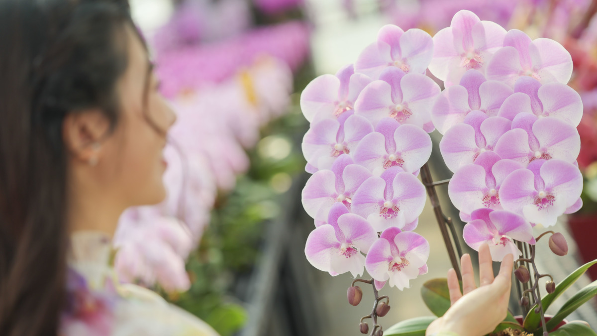 年宵花市｜將軍澳東港城室內花市明開鑼　楊小龍：蘭花銷情料按年增5%