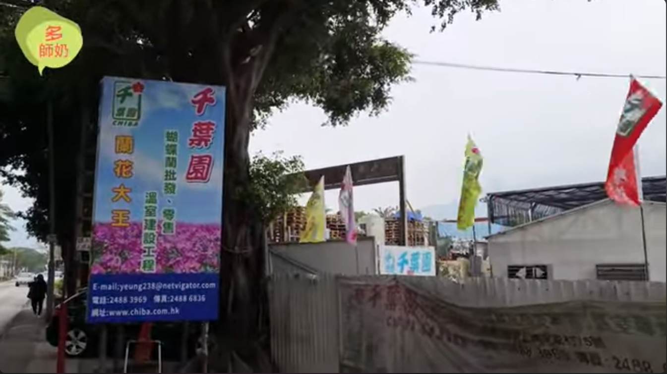 【買年花2022】去蘭花大王~千葉園.買品種最多最靚的蘭花過年＼香港好去處＼屯馬線一日遊＼新界郊遊＼一日遊＼拍拖好去處